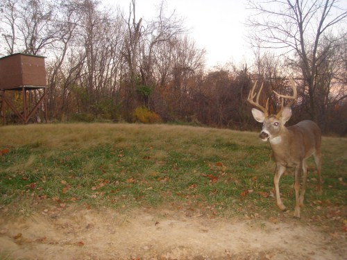 Nine point buck