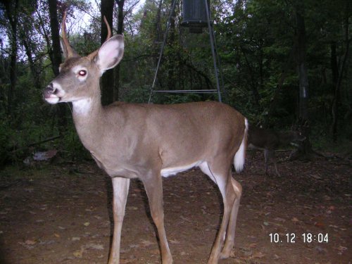 spike buck