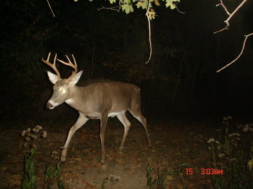 Tall rack seven point buck