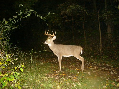 Nine point buck