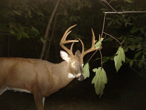 Big nine point buck