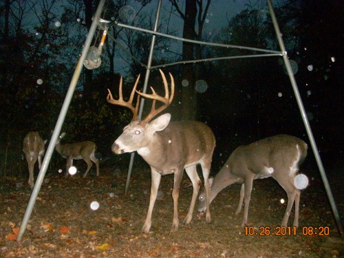 Big ten point buck