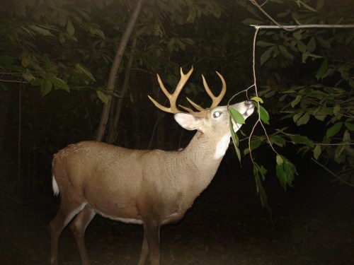 Nine point buck