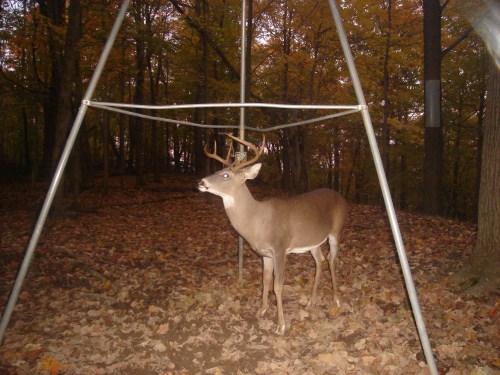 Seven point buck
