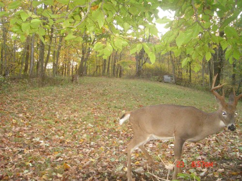 Tall rack buck