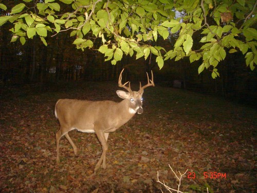 Ten point buck