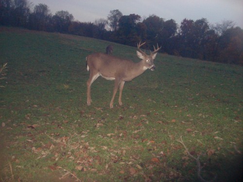 Young whitetail buck