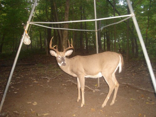 Ten point buck