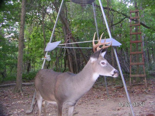 Eight Point Whitetail Buck