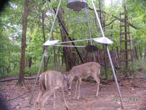 Fighting whitetail bucks