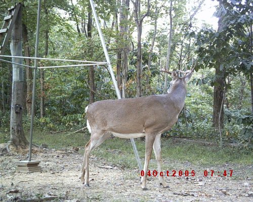 9 point whitetail
