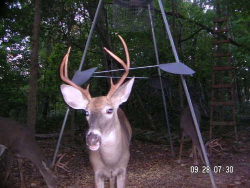 Six point whitetail buck