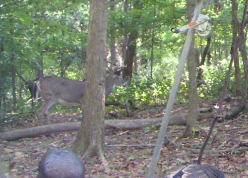 Strange buck picture