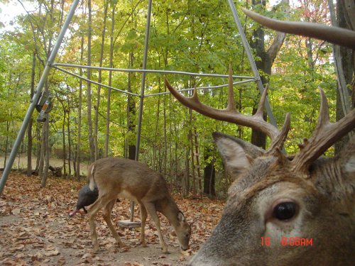 Sticker point buck