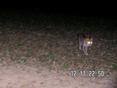 Bobcat picture taken with a Penns Woods