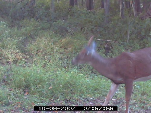 Predator Evolution blurry picture