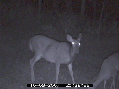 Predator Evolution infrared picture