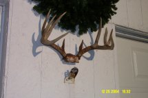 Deer antlers