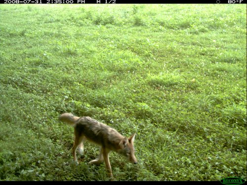 Reconyx coyote picture