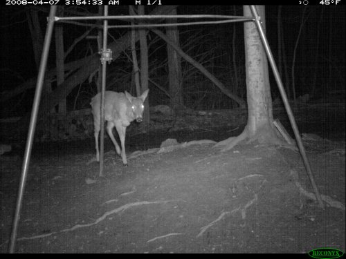 Reconyx nighttime deer picture