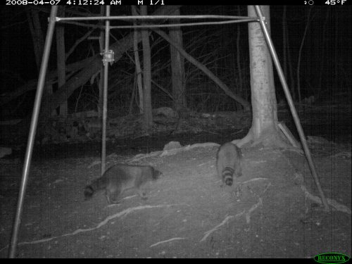 Reconyx RC55 nighttime picture