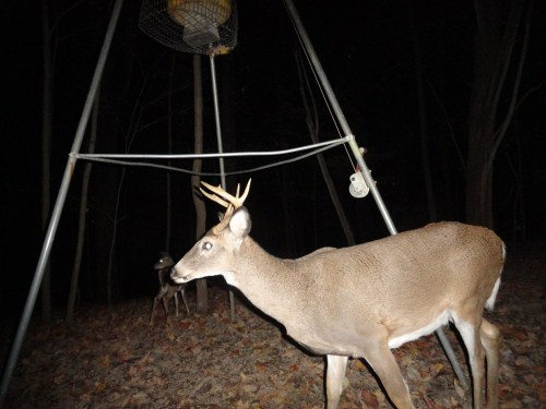 Trail Watcher Researcher picture