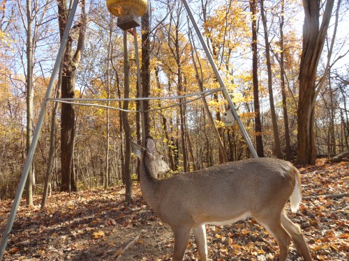 Trail Watcher picture