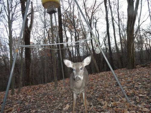 Trail Watcher Researcher picture