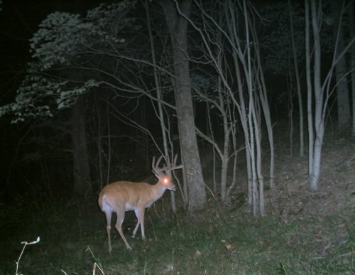 SD Buck II