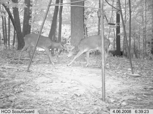 ScoutGuard buck fight picture