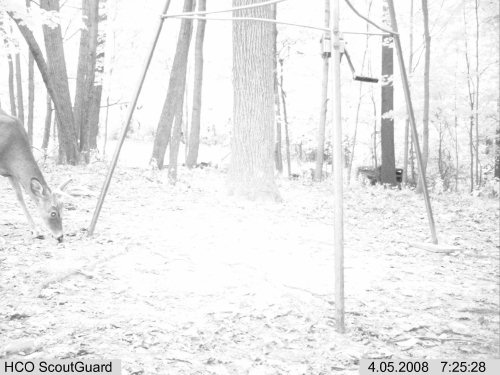 ScoutGuard dawn picture