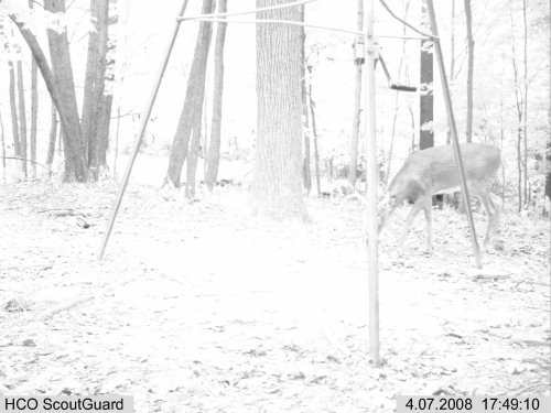 ScoutGuard dusk picture