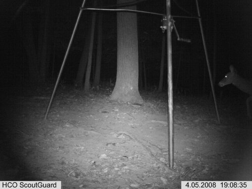 ScoutGuard IR picture