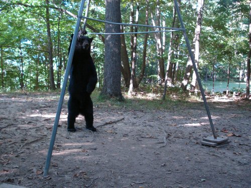 Black Bear