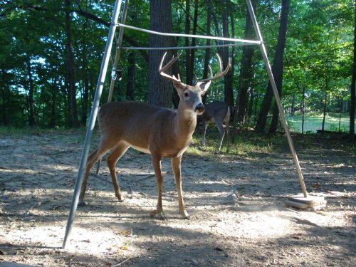 Nine point buck