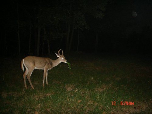 Spike buck eating leaves.
