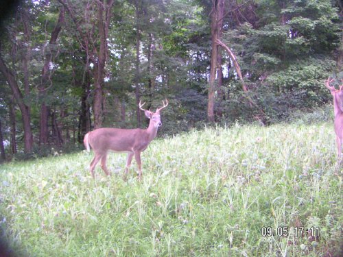 Eight point buck
