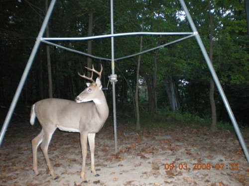 Six point buck