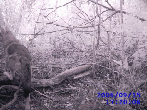 september Coyote picture