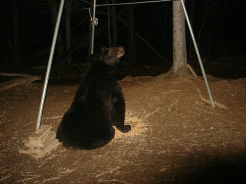 Sitting bear