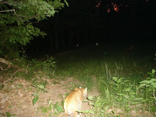 Sitting bobcat
