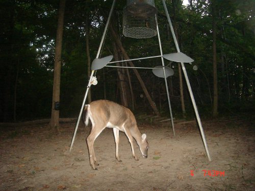 SpyCam picture at dusk