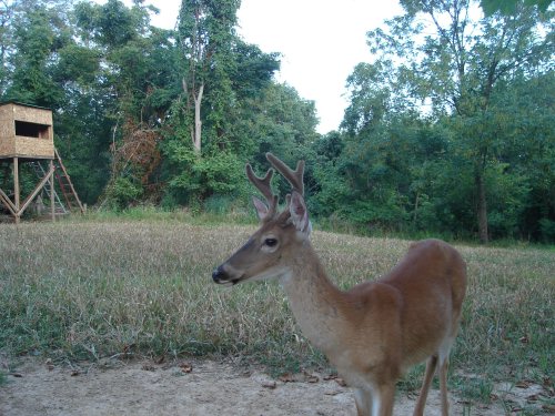 StalkerCam six point buck