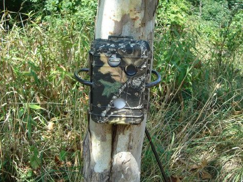 StalkerCam trail camera