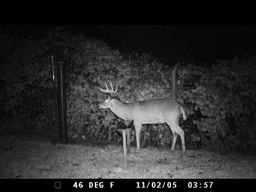 Stone Buck