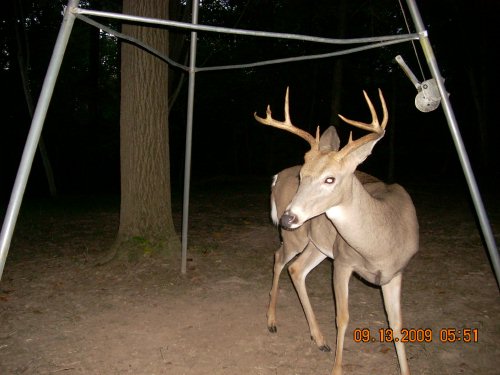 Swamp Ghost trail camera picture