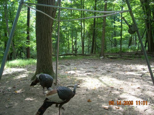 Picture from a Swamp Ghost trail camera.