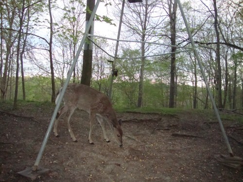 Trail Watcher 4220 picture