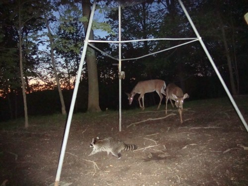 Trail Watcher picture