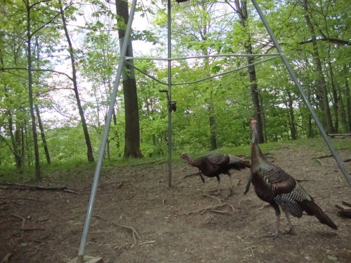 Trail Watcher example picture